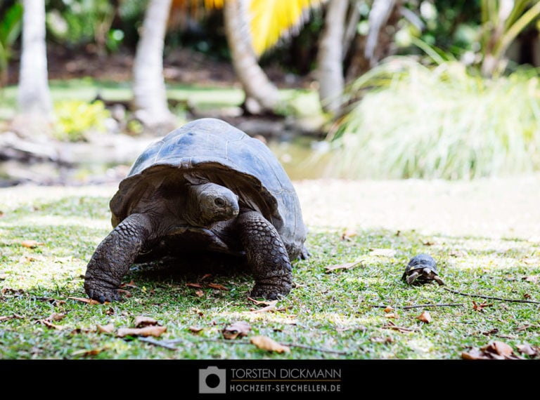 hochzeit seychellen jahresrueckblick 2015 14